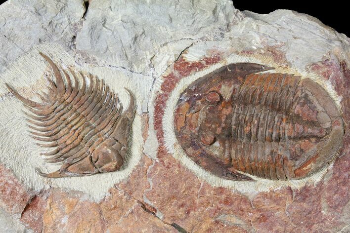 Foulonia & Asaphellus Trilobite Association - Fezouata Formation #125126